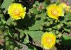 image of Opuntia humifusa