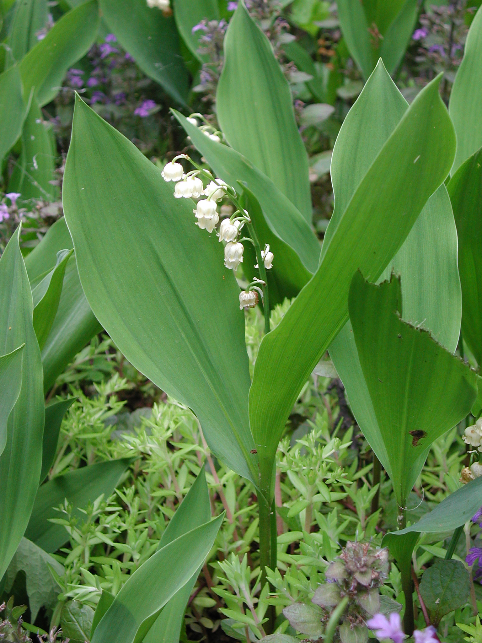 Asparagaceae Convallaria majalis