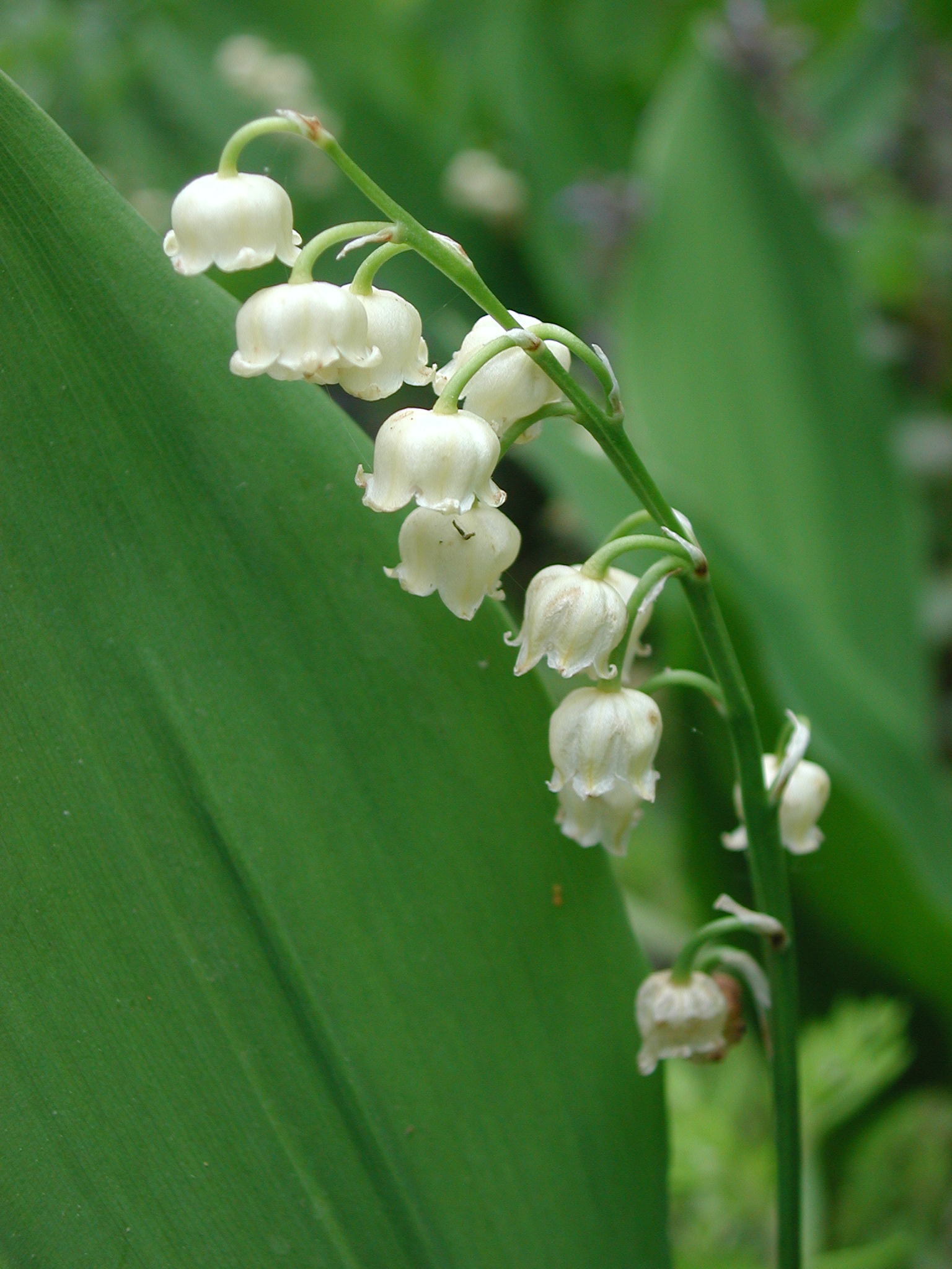 Asparagaceae Convallaria majalis