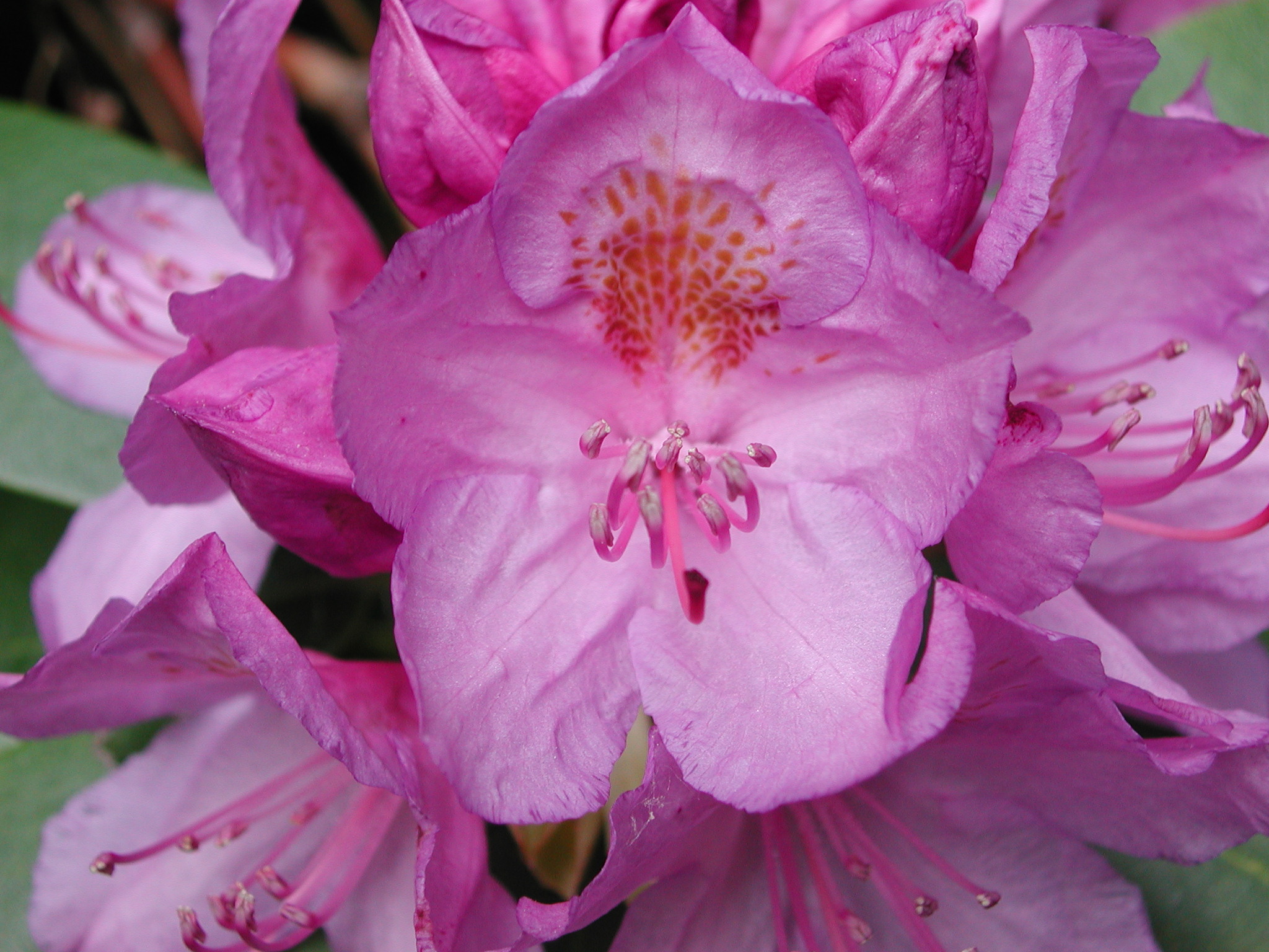 Ericaceae Rhododendron maximum