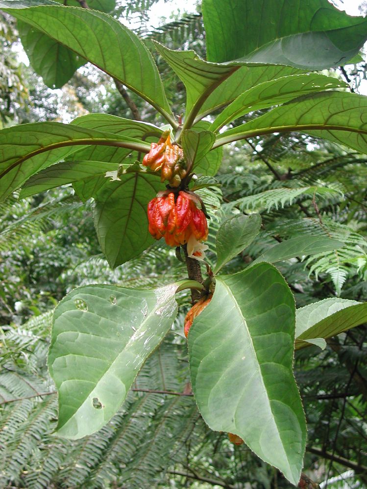 Gesneriaceae Drymonia macrantha