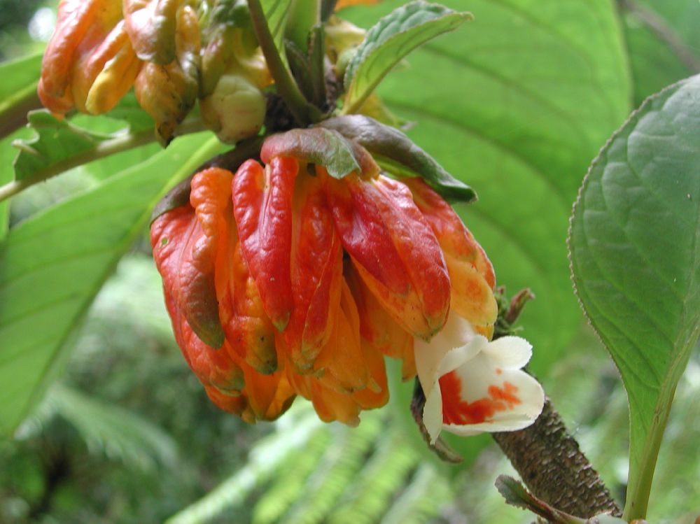 Gesneriaceae Drymonia macrantha
