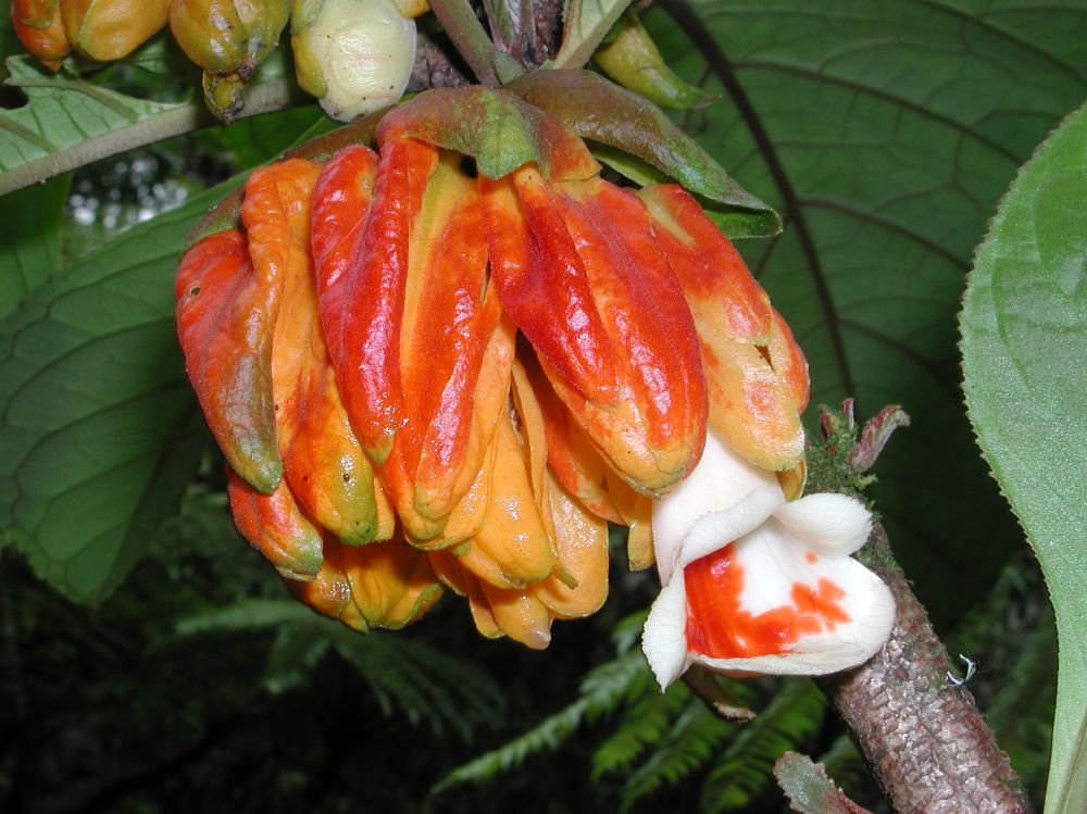 Gesneriaceae Drymonia macrantha