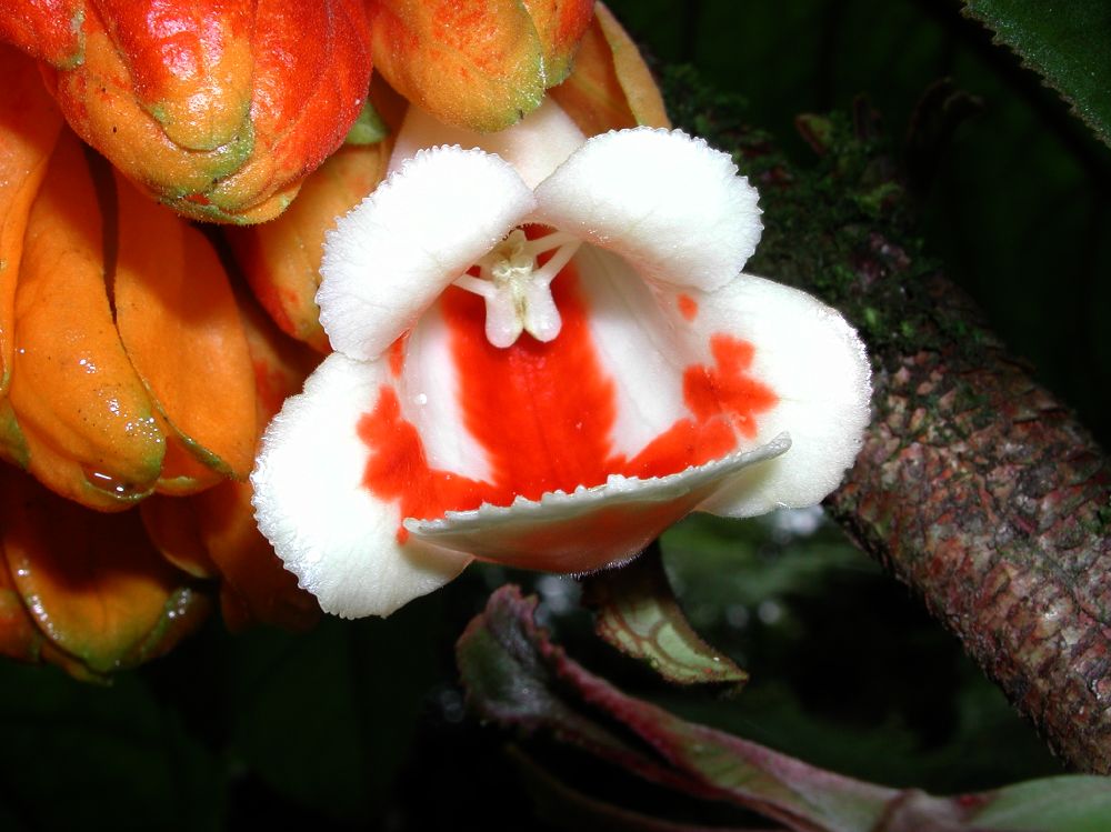 Gesneriaceae Drymonia macrantha