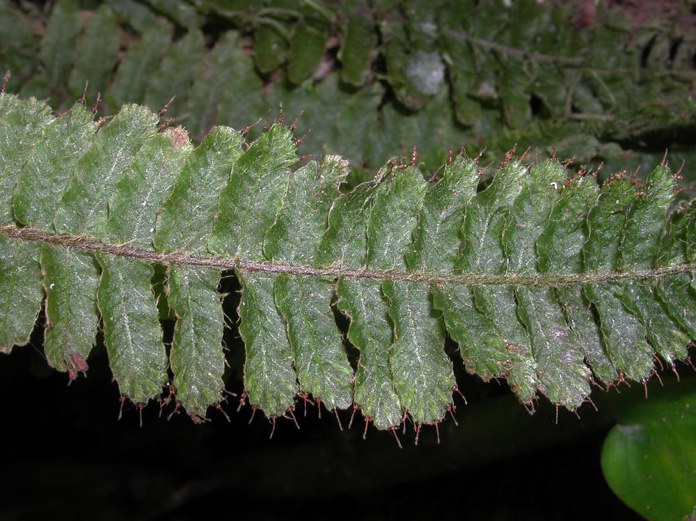 Hymenophyllaceae Trichomanes crispum