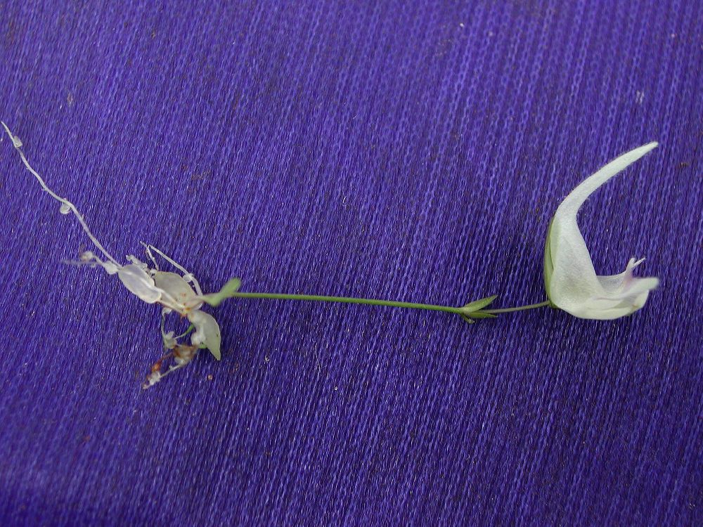 Lentibulariaceae Utricularia 