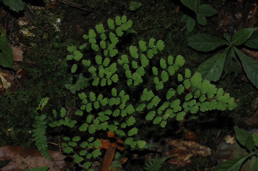 Pteridaceae Adiantum andicola
