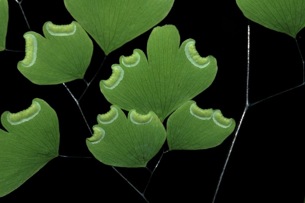 Pteridaceae Adiantum andicola