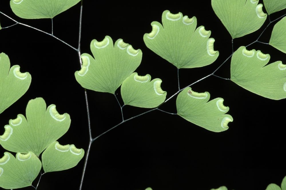 Pteridaceae Adiantum andicola