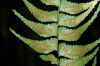 image of Asplenium harpeodes