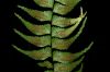 image of Asplenium harpeodes