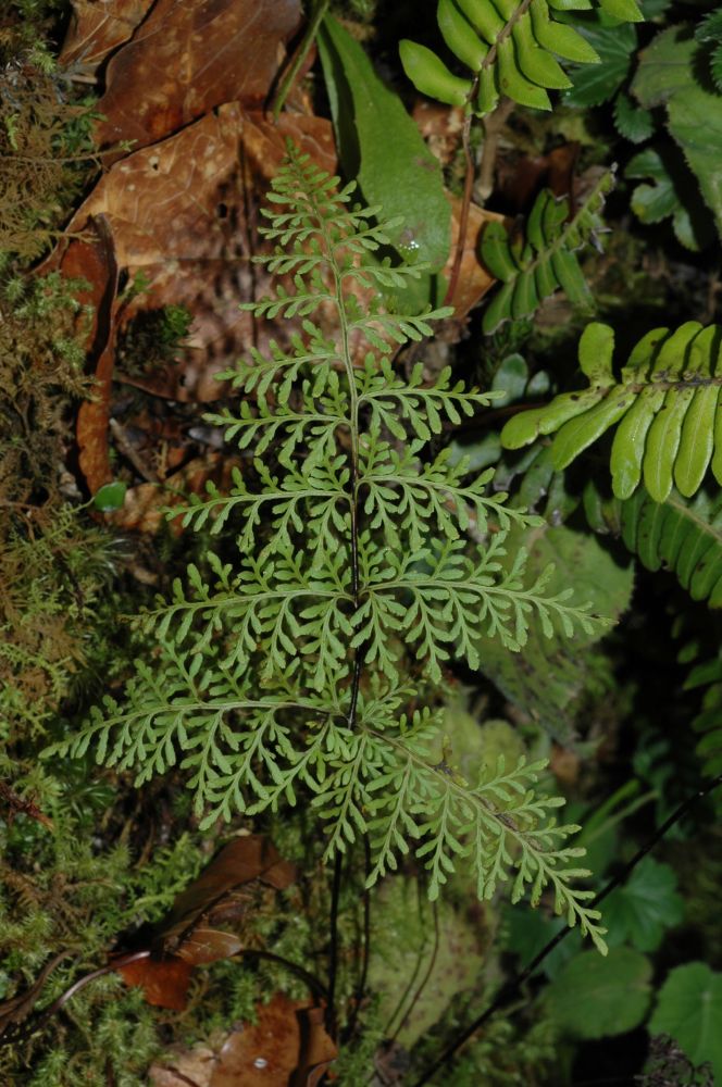 Pteridaceae Gaga marginata