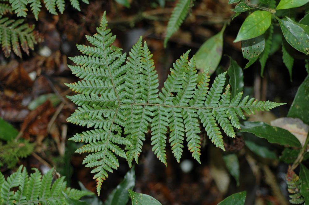 Dryopteridaceae Ctenitis hemsleyana