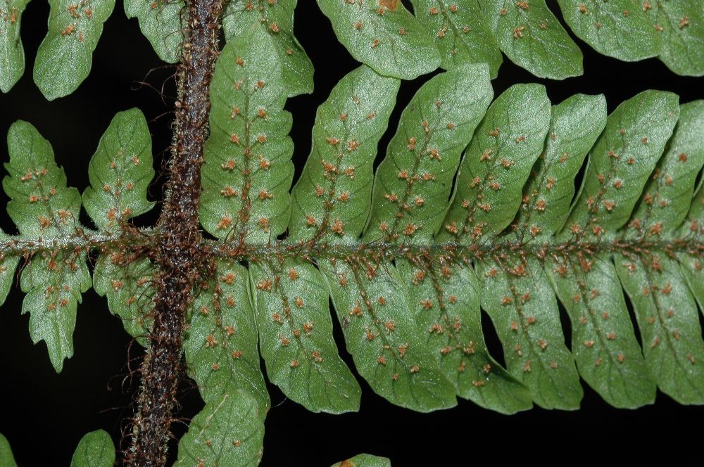 Dryopteridaceae Ctenitis hemsleyana