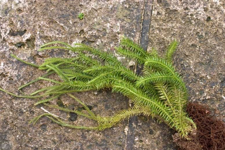 Lycopodiaceae Phlegmariurus pinifolius