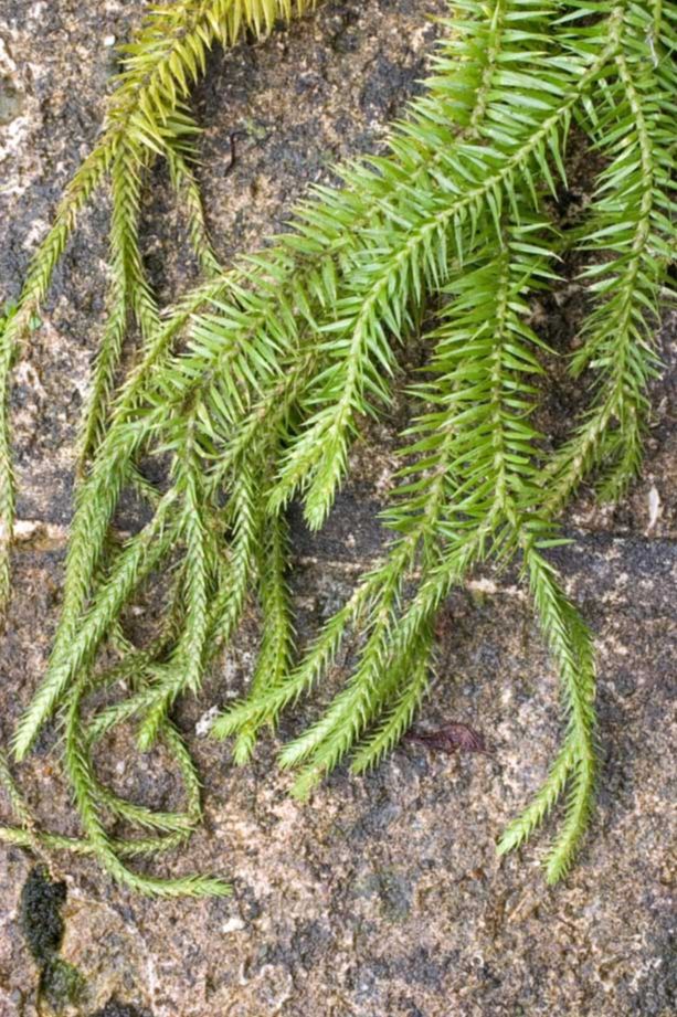 Lycopodiaceae Phlegmariurus pinifolius