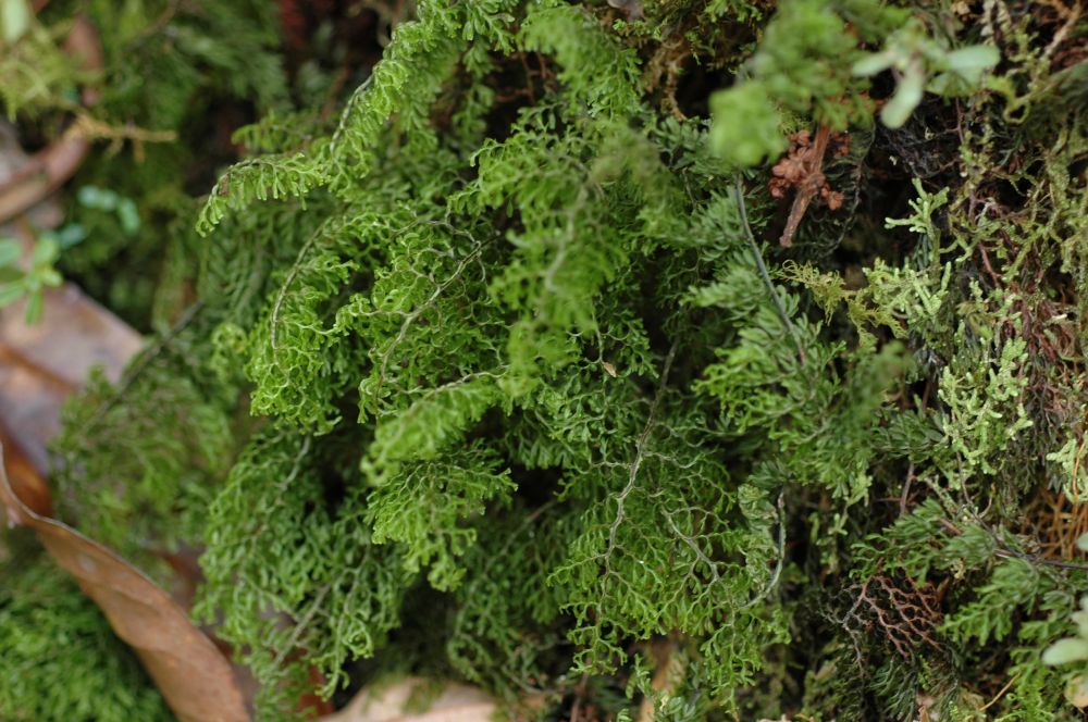 Hymenophyllaceae Hymenophyllum polyanthos