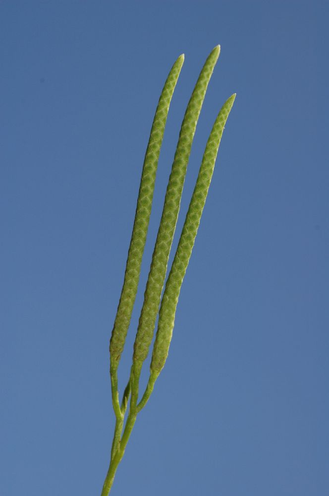 Lycopodiaceae Diphasiastrum thyoides