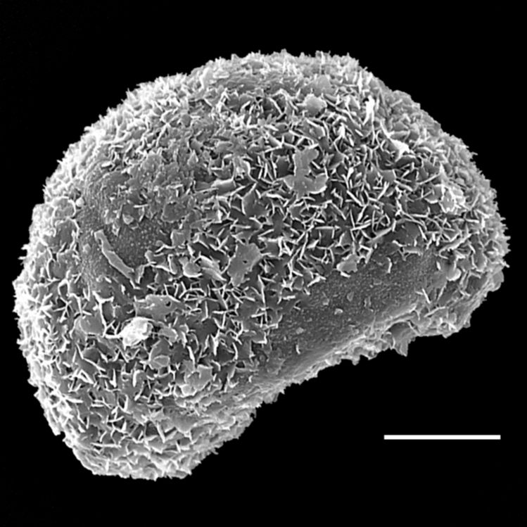 Blechnaceae Diploblechnum fraseri