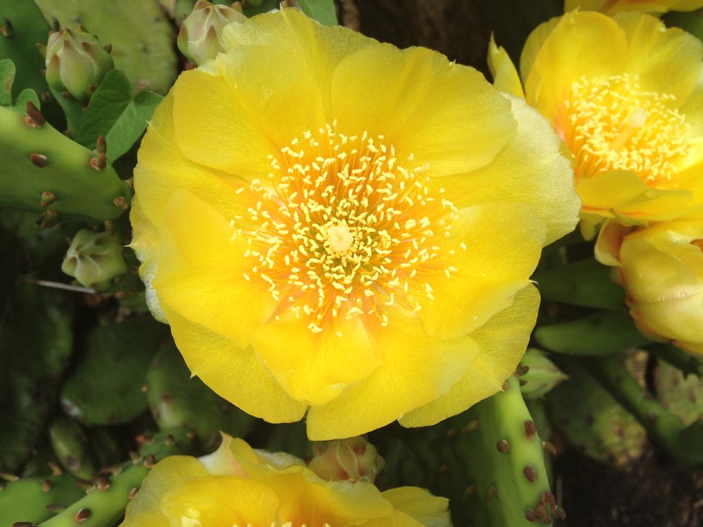 Cactaceae Opuntia humifusa