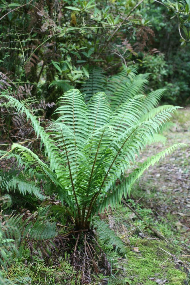 Dryopteridaceae Dryopteris wallichiana