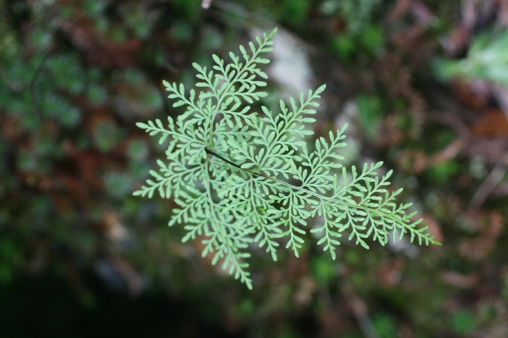 Pteridaceae Gaga marginata