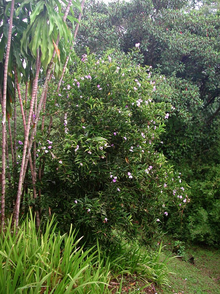 Solanaceae Brunfelsia 