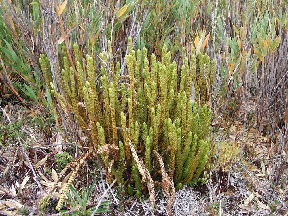 Lycopodiaceae Phlegmariurus talamancanus