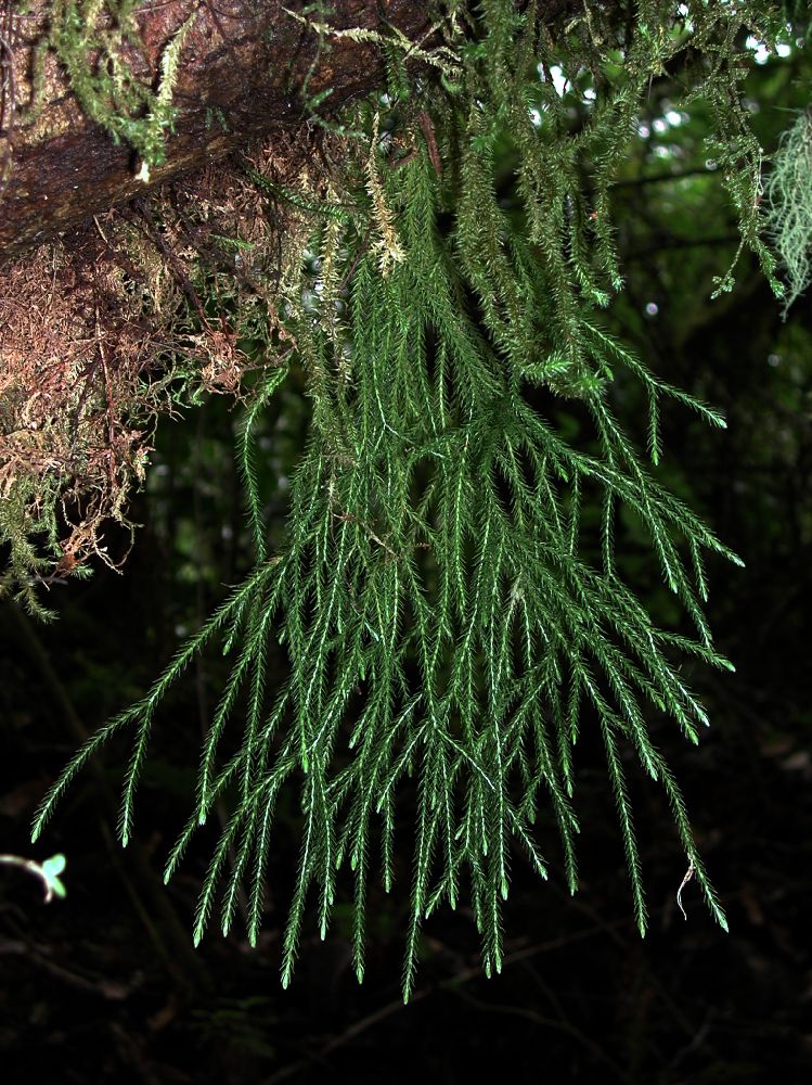 Lycopodiaceae Phlegmariurus acerosus