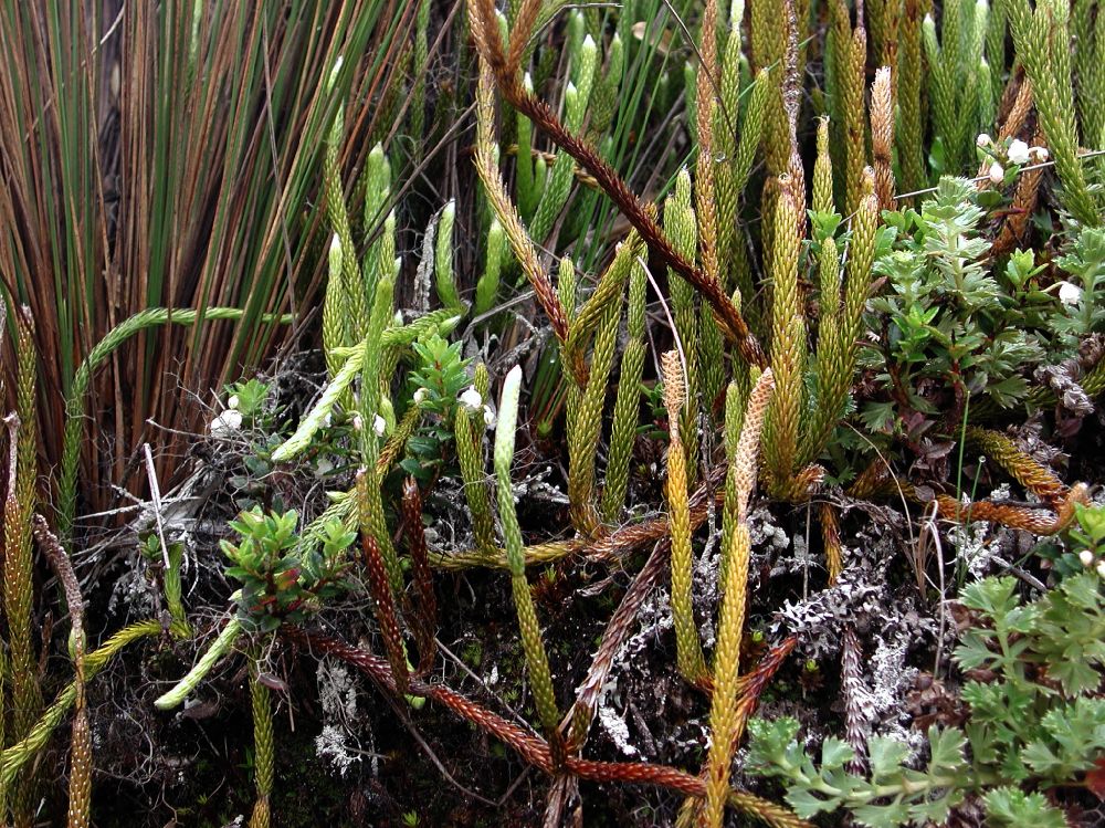 Lycopodiaceae Lycopodium contiguum