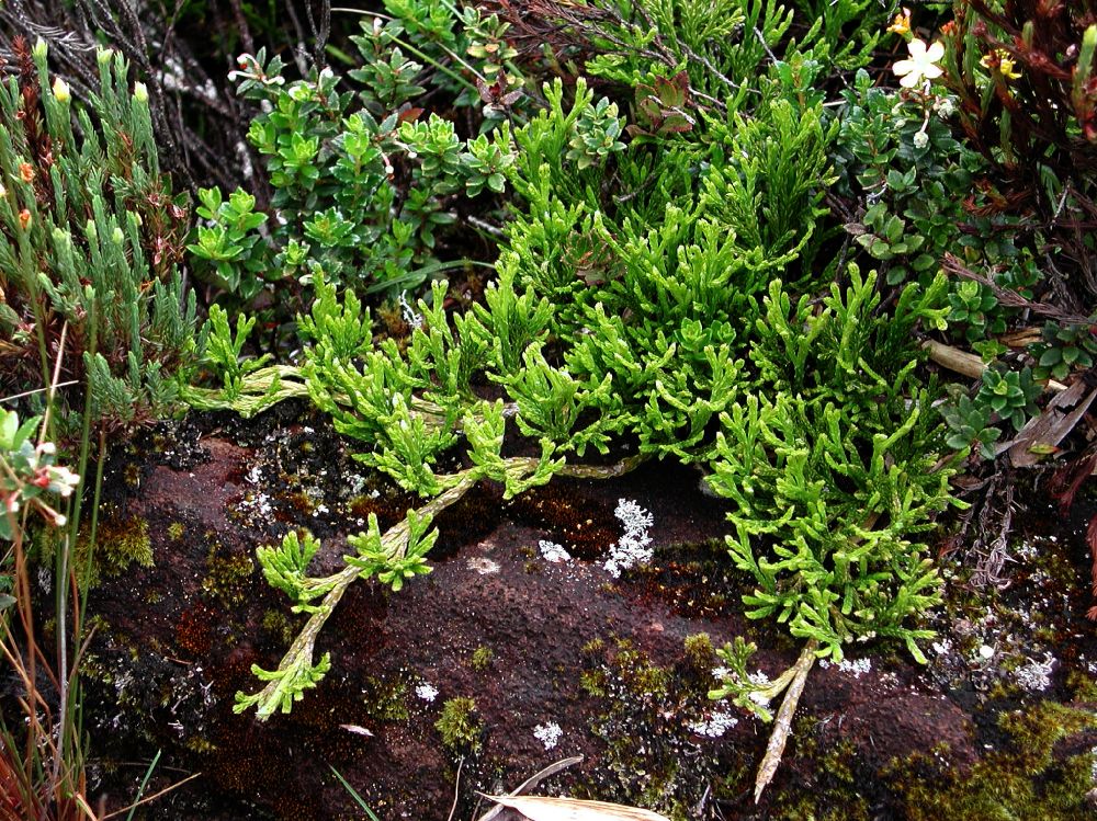 Lycopodiaceae Diphasiastrum thyoides