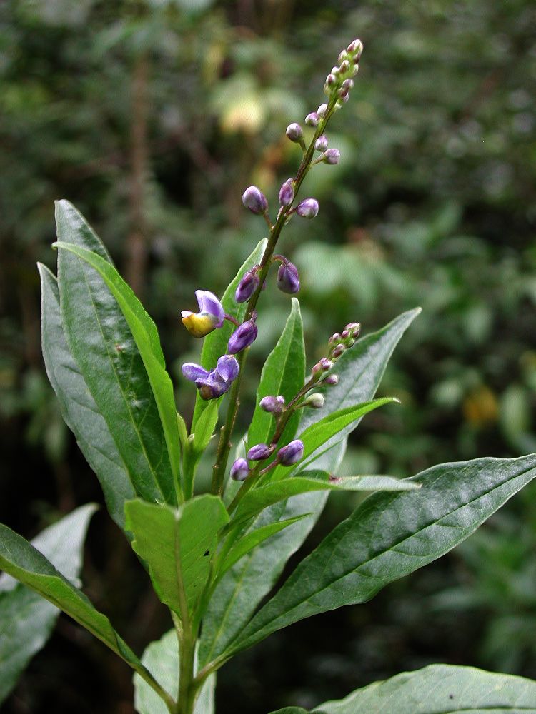 Polygalaceae Polygala 