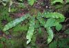 image of Asplenium scolopendrium