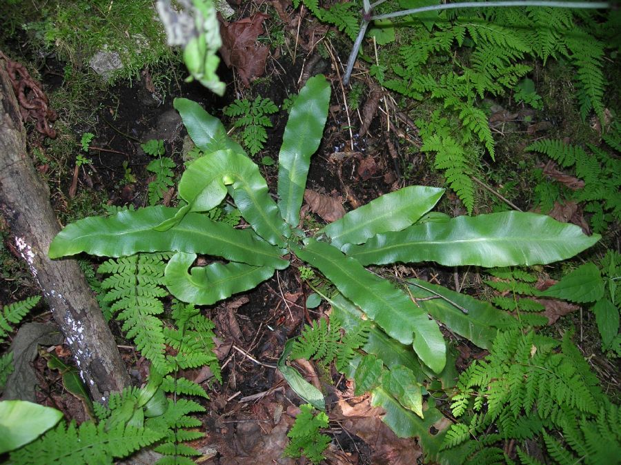 Aspleniaceae Asplenium scolopendrium