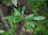 image of Asplenium scolopendrium