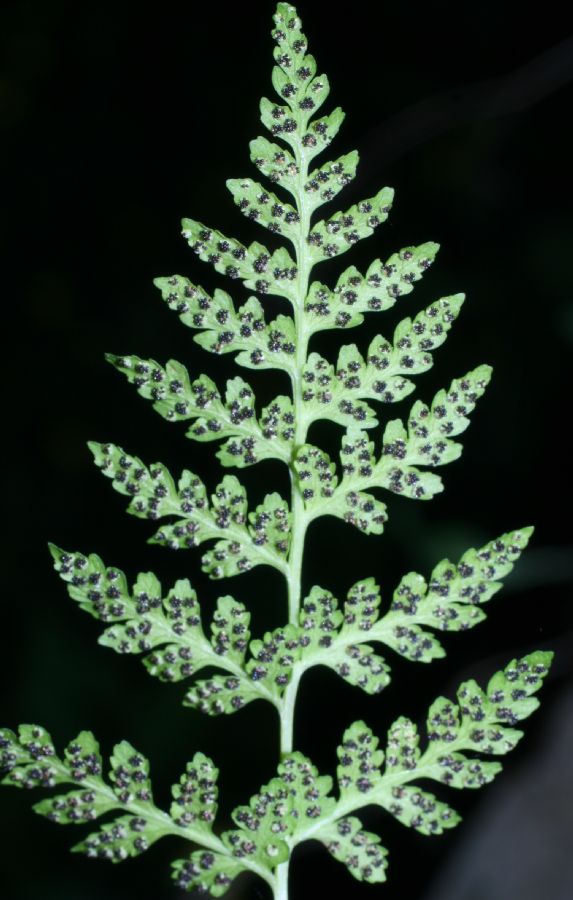 Cystopteridaceae Cystopteris fragilis