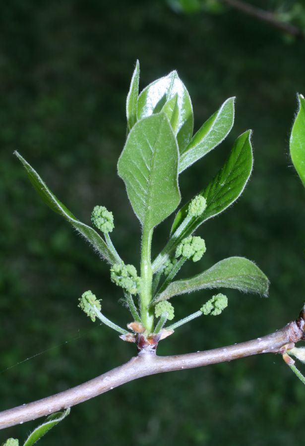 Nyssaceae Nyssa sylvatica