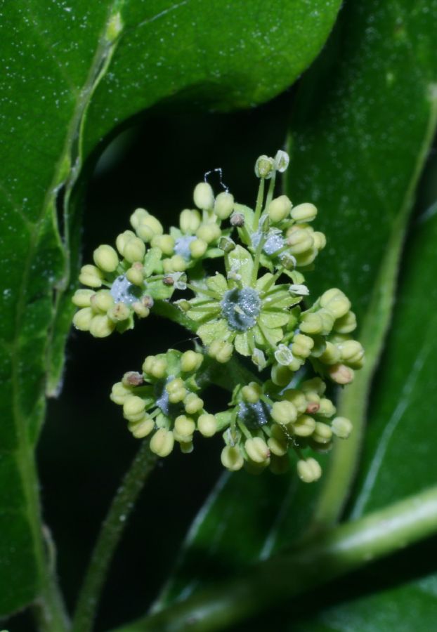 Nyssaceae Nyssa sylvatica