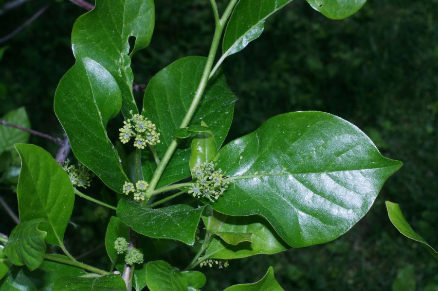 Nyssaceae Nyssa sylvatica
