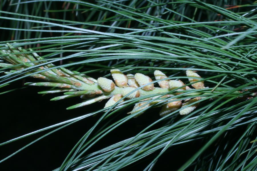 Pinaceae Pinus strobus