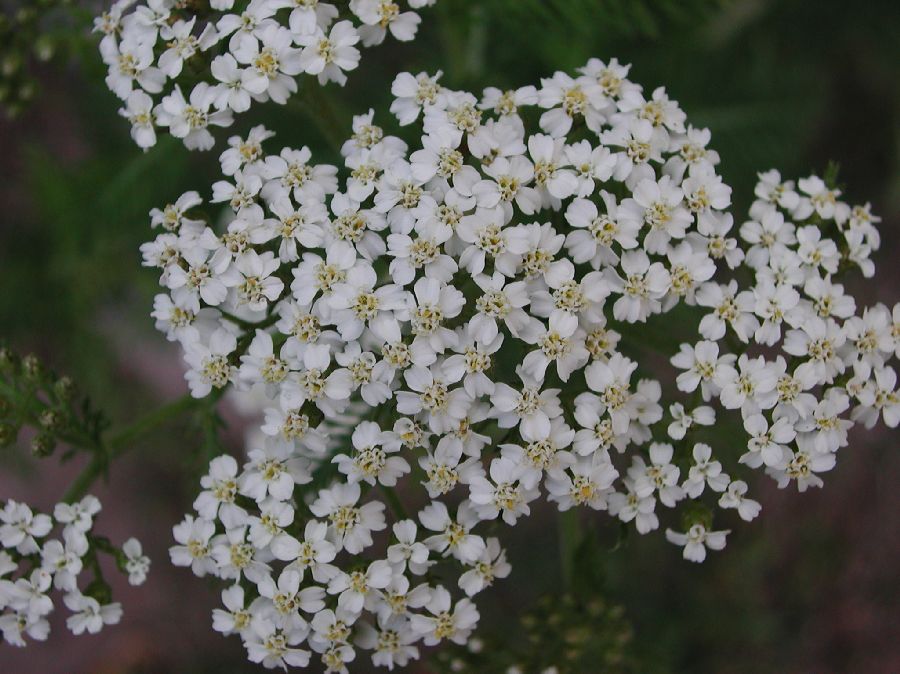 Asteraceae Achillea millefolium