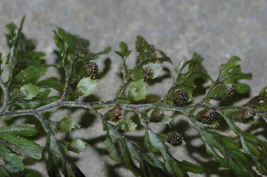 Hymenophyllaceae Hymenophyllum fucoides