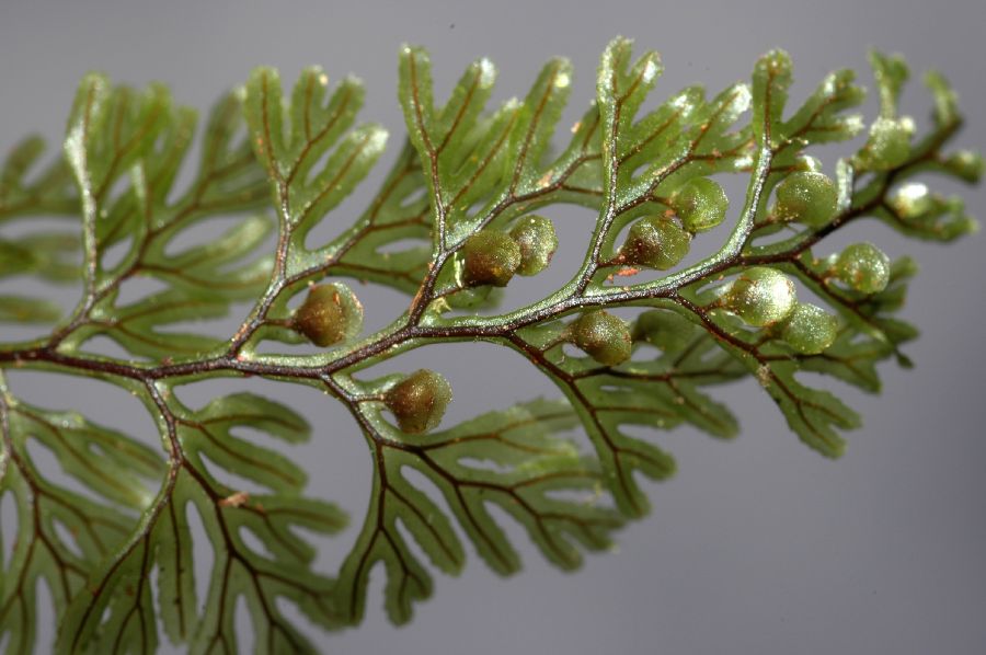 Hymenophyllaceae Hymenophyllum tunbridgense