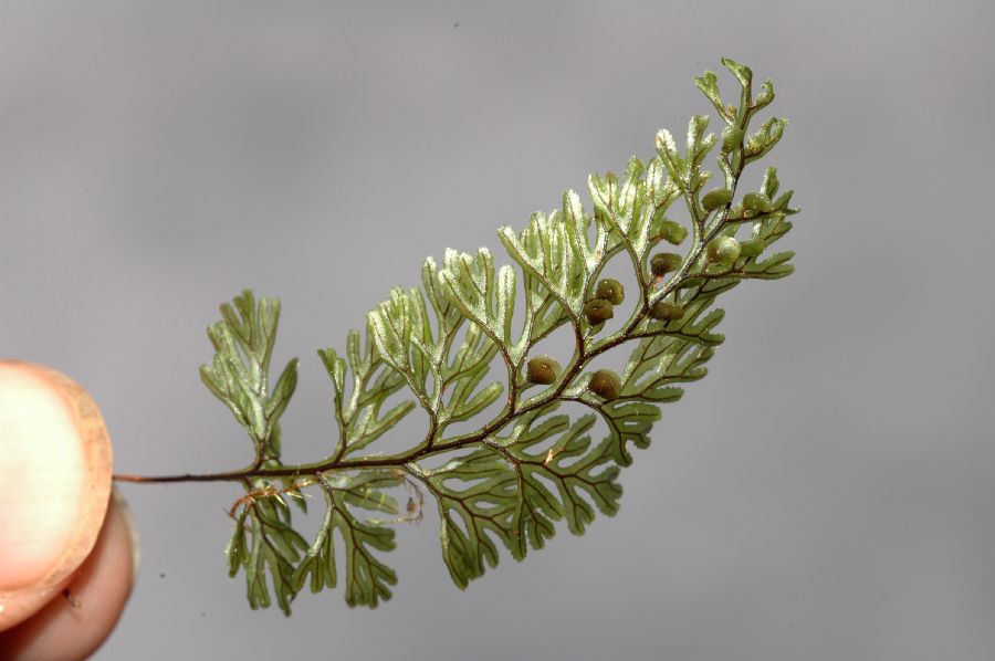 Hymenophyllaceae Hymenophyllum tunbridgense