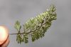 image of Hymenophyllum tunbridgense