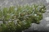 image of Hymenophyllum tunbridgense