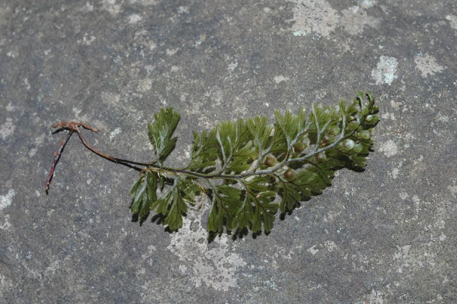 Hymenophyllaceae Hymenophyllum tunbridgense