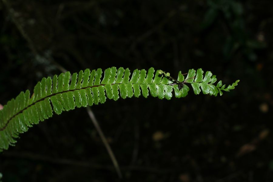 Aspleniaceae Asplenium polyphyllum