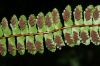 image of Asplenium polyphyllum