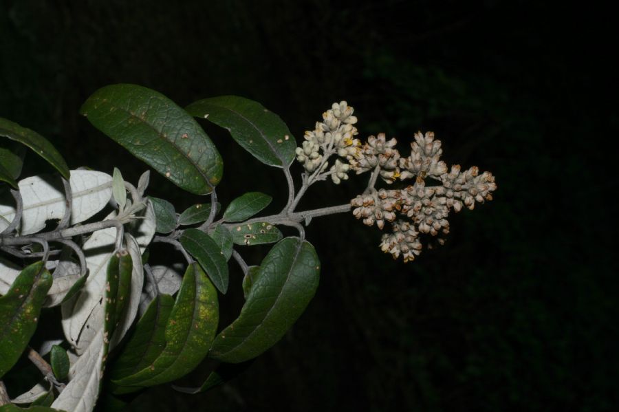Scrophulariaceae Buddleja nitida